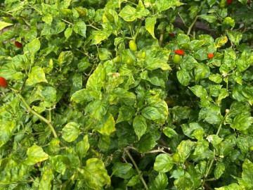 Loại quả "tốt nhất thế giới" chỉ có ở Tuyên Quang, trồng 3 tháng cho thu hoạch, thành đặc sản nổi tiếng tốt cho sức khoẻ