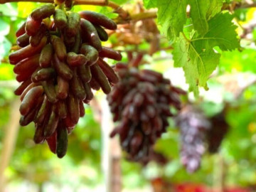 Loại quả "tốt nhất thế giới" chỉ có ở Khánh Hòa, trồng 10 tháng cho thu hoạch, thành đặc sản nổi...