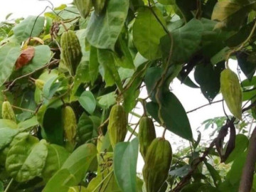 Tin tức - Loại quả mọc bờ rào xưa rụng đầy, nay thành đặc sản ở thành phố giá 50.000 đ/kg, trồng một lần thu hoạch nhiều năm