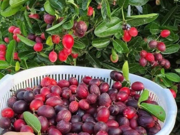Lifestyle - Loại quả xưa chín rụng không ai ngó ngàng, nay thành đặc sản giải nhiệt mùa hè nổi tiếng, dân thành phố ưa chuộng