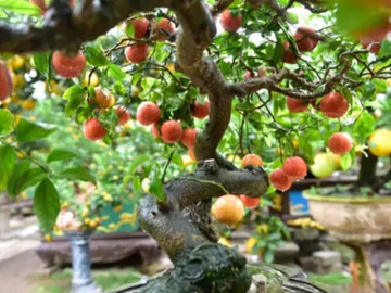 Sức khỏe - Loại quả tốt nhất thế giới có ở Phú Thọ, trồng một lần thu hoạch nhiều năm, thành đặc sản tốt cho sức khoẻ