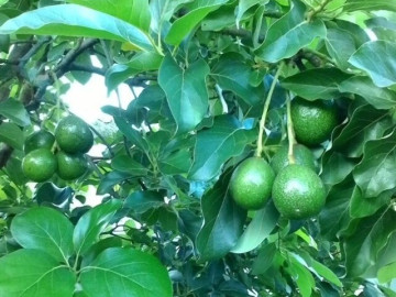 Sức khỏe - Loại quả tốt nhất thế giới chỉ có ở Tây Nguyên, nghe tên đã thấy giàu sang, thành đặc sản nổi tiếng tốt cho sức khoẻ
