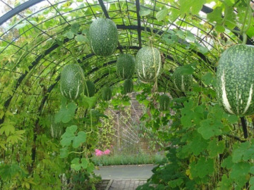 Loại quả mọc bờ rào xưa không ai biết đến, nay thành đặc sản giá 250.000 đồng/kg, trồng 5 tháng cho thu hoạch