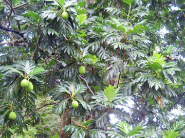 Loại quả mọc bờ rào xưa rụng đầy, nay thành đặc sản ở thành phố giá 60.000 đ/kg, trồng một lần thu hoạch nhiều năm