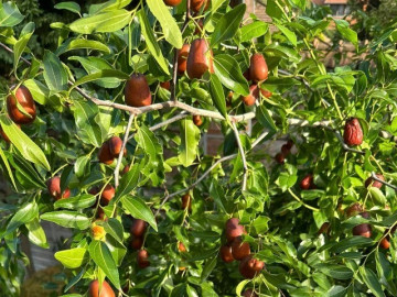Sức khỏe - Loại quả tốt nhất thế giới Việt Nam trồng thành công, là đặc sản nổi tiếng 120.000 đ/kg, tốt cho sức khỏe