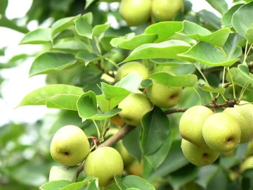 Loại quả xưa chín rụng không ai biết đến, nay thành đặc sản mùa hè giá 70.000 đ/kg, trồng một lần thu hoạch nhiều năm