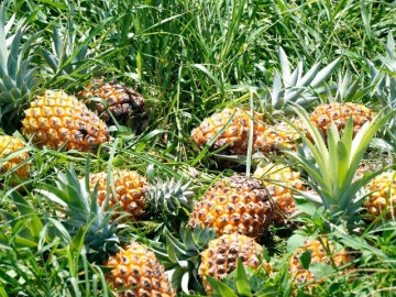 Giá dứa rớt còn 5.000 đồng/kg, nông dân bất lực nhìn quả thối ngoài ruộng