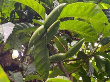 Loại quả xưa rụng đầy gốc, nay thành đặc sản được ưa chuộng ở thành phố giá 90.000 đ/kg, trồng một lần thu hoạch nhiều năm