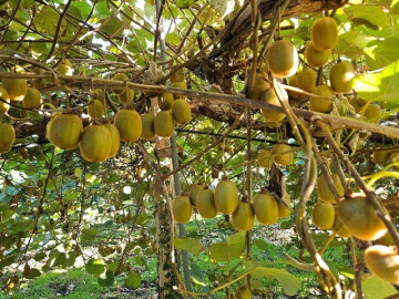 Loại quả "tốt nhất thế giới" Việt Nam trồng thành công, là đặc sản nổi tiếng được ưa chuộng, tốt cho sức khỏe