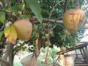 Tin tức - Loại quả mọc bờ rào xưa rụng đầy gốc, nay thành đặc sản ở thành phố giá 75.000 đ/kg, trồng một lần thu hoạch nhiều năm