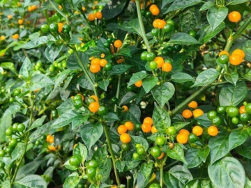 Loại quả đắt nhất thế giới, Việt Nam trồng thành công vừa thu hoạch quả vừa làm cảnh, thành đặc sản 700.000 đ/kg