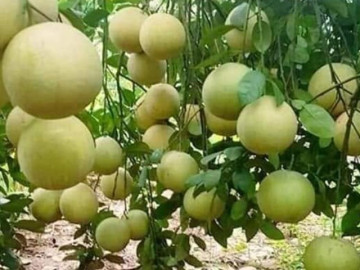 Loại quả "tốt nhất thế giới" chỉ có ở Phú Thọ, trồng một lần thu hoạch nhiều năm, thành đặc sản tốt cho sức khoẻ