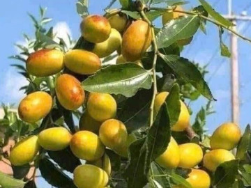 Loại quả "tốt nhất thế giới", Việt Nam trồng bạt ngàn thu hoạch nhiều năm, thành đặc sản được ưa chuộng giá 70.000 đ/kg