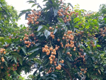 Loại quả xưa chín rụng đầy gốc, nay thành đặc sản được ưa chuộng giá 40.000 đ/kg, trồng một lần thu hoạch nhiều năm