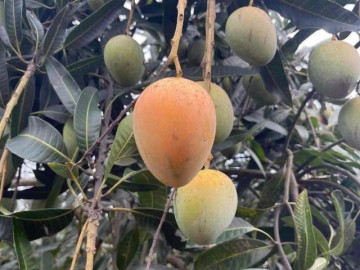 Loại quả mọc bờ rào xưa rụng đầy gốc, nay thành đặc sản được ưa chuộng giá 50.000 đ/kg, trồng một lần thu hoạch nhiều năm