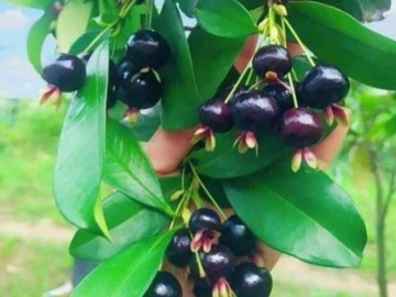 Loại quả "tốt nhất thế giới", Việt Nam trồng thành công thu hoạch nhiều năm, thành đặc sản nổi tiếng khắp nơi