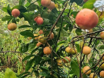 Loại quả tốt nhất thế giới có ở Sơn La, là đặc sản nổi tiếng khắp nơi giá 70.000 đ/kg, trồng một lần thu hoạch nhiều năm
