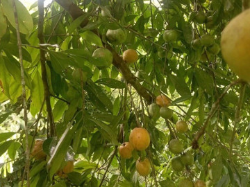 Loại quả xưa chín rụng đầy gốc, nay thành đặc sản ở thành phố giá 55.000 đ/kg, trồng một lần thu hoạch nhiều năm