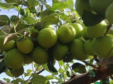 Sức khỏe - Loại quả tốt nhất thế giới chỉ có ở Khánh Hoà, trồng một năm cho thu hoạch, thành đặc sản nổi tiếng tốt cho sức khỏe