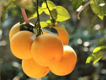 Loại quả "tốt nhất thế giới" chỉ có ở Nghệ An, trồng một lần thu hoạch nhiều năm, thành đặc sản nổi tiếng giá 350.000 đ/kg