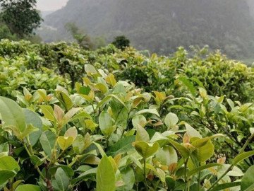 Cây dại mọc bờ rào nay thành đặc sản người thành phố ưa chuộng, trồng một lần thu hoạch nhiều năm, 70.000 đồng/kg