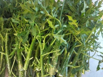 Sức khỏe - Cây mọc bờ rào ngọt như mì chính, trồng một lần hái bán quanh năm, thành đặc sản nổi tiếng tốt cho sức khỏe