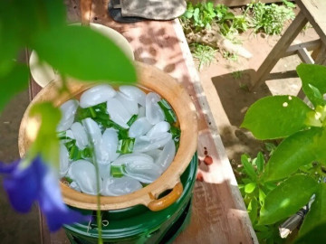 Loại quả xưa chín rụng đầy, nay thành đặc sản ở thành phố giá 200.000 đ/kg, trồng một lần thu hoạch nhiều năm