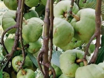 Sức khỏe - Loại quả xưa chín rụng đầy, nay thành đặc sản nổi tiếng tốt cho sức khỏe, trồng một lần thu hoạch nhiều năm