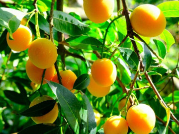 Sức khỏe - Loại quả mọc bờ rào xưa chín rụng đầy, nay thành đặc sản tốt cho sức khỏe, trồng một lần thu hoạch nhiều năm