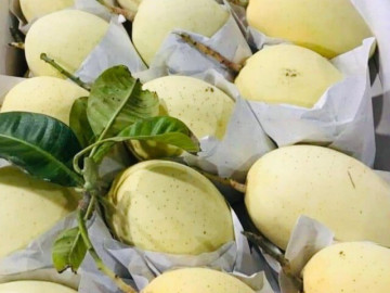 Sức khỏe - Loại quả tốt nhất thế giới chỉ có ở Đồng Tháp, trồng một lần thu hoạch nhiều năm, thành đặc sản nổi tiếng tốt cho sức khỏe