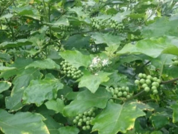 Loại quả xưa chín rụng đầy gốc, nay thành đặc sản được ưa chuộng ở thành phố giá 60.000 đ/kg, trồng một lần thu hoạch nhiều năm