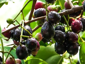 Sức khỏe - Loại quả mọc bờ rào xưa chín rụng đầy, nay thành đặc sản nổi tiếng tốt cho sức khỏe, trồng một lần thu hoạch nhiều năm