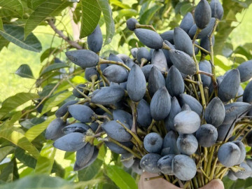 Loại quả xưa chín rụng chỉ dành cho "người nghèo", nay thành đặc sản giá 100.000 đ/kg, trồng một lần thu hoạch nhiều năm