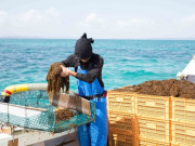 Những điều cần biết khi lựa chọn Fucoidan