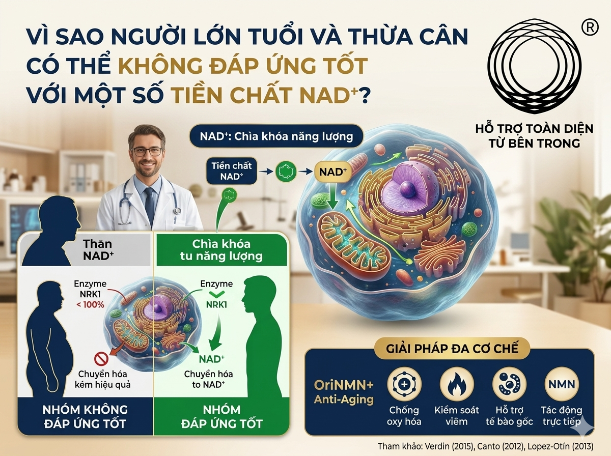 Vì sao người lớn tuổi và người thừa cân có thể không đáp ứng tốt với một số tiền chất NAD⁺? - 2