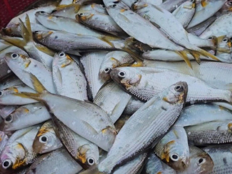 Sức khỏe - Loại cá nào được đánh giá "sạch nhất Việt Nam", có hàm lượng dinh dưỡng thượng hạng, giàu canxi hơn sữa?