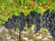 Trồng loại nho hình thù kỳ lạ như ngón tay, là đặc sản được du khách mê tít, người dân vươn lên làm giàu