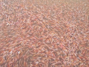 Nuôi loài cá đặc sản toàn thân màu hồng trên hồ nước ngọt, cứ thu hoạch là bán hết veo, giúp nông dân đổi đời