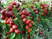 Sức khỏe - 12 loại trái cây sạch nhất Việt Nam, ít tồn dư thuốc trừ sâu, bán đầy chợ Việt với giá rẻ, từ 15.000 đ/kg