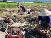 Lifestyle - "Lộc trời" mọc dưới bùn xưa chẳng ai ăn, nay thành đặc sản dân thành phố lùng mua, giá đến 80.000 đồng/kg