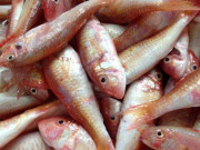 Sức khỏe - Loại cá giá rẻ giàu Omega-3 ngang với cá hồi, tốt cho sức khỏe nhưng bị chê vì nghe tên đã không muốn đụng đũa
