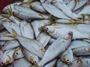 Sức khỏe - Loại cá nào được đánh giá "sạch nhất Việt Nam", có hàm lượng dinh dưỡng thượng hạng, giàu canxi hơn sữa?