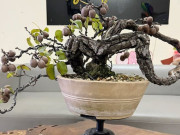 Tin tức - Cây ăn quả mang tên loài chim lạ, lên chậu thành siêu phẩm bonsai, có cây giá trăm triệu đồng nhờ ý nghĩa phong thủy
