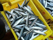 Sức khỏe - 11 loại cá có kích thước nhỏ “tốt nhất Việt Nam”, giàu omega-3 được bán đầy chợ Việt, giá từ 25.000 đồng