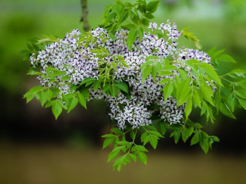 Sức khỏe - Loại hoa đang vào mùa khiến nhiều người "ngẩn ngơ”, bác sĩ đưa khuyến cáo để không mắc các rối loạn lo âu