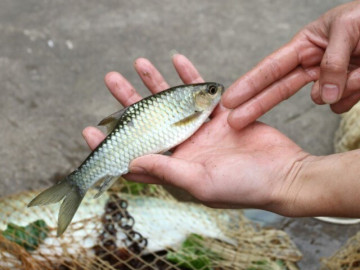 Tin tức - Nuôi loài cá đặc sản từng dùng để tiến vua, nổi tiếng khó tính, 10 năm mới chịu đẻ lại giúp nông dân đổi đời