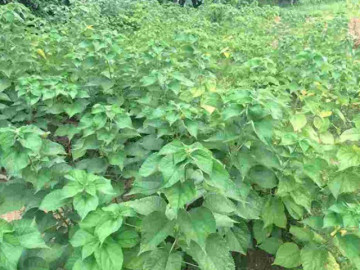 Cây dại mọc đầy bờ rào nay giúp nông dân đổi đời, vừa làm bánh, vừa thành sợi dệt, trồng 1 lần thu hoạch cả năm