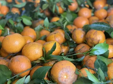 Quýt sim cuối vụ ngọt lịm, vỏ mỏng dính, giá rẻ, tiểu thương nhập hàng liên tục bán không nghỉ tay