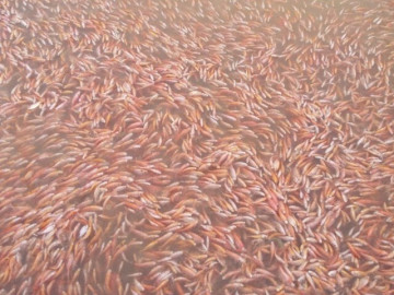 Tin tức - Nuôi loài cá đặc sản toàn thân màu hồng trên hồ nước ngọt, cứ thu hoạch là bán hết veo, giúp nông dân đổi đời