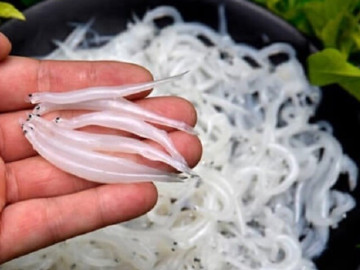 Nghề lạ ở ven biển giúp nhiều phụ nữ kiếm tiền triệu mỗi ngày, đòi hỏi sự tập trung cao, công cụ lại cực đơn giản